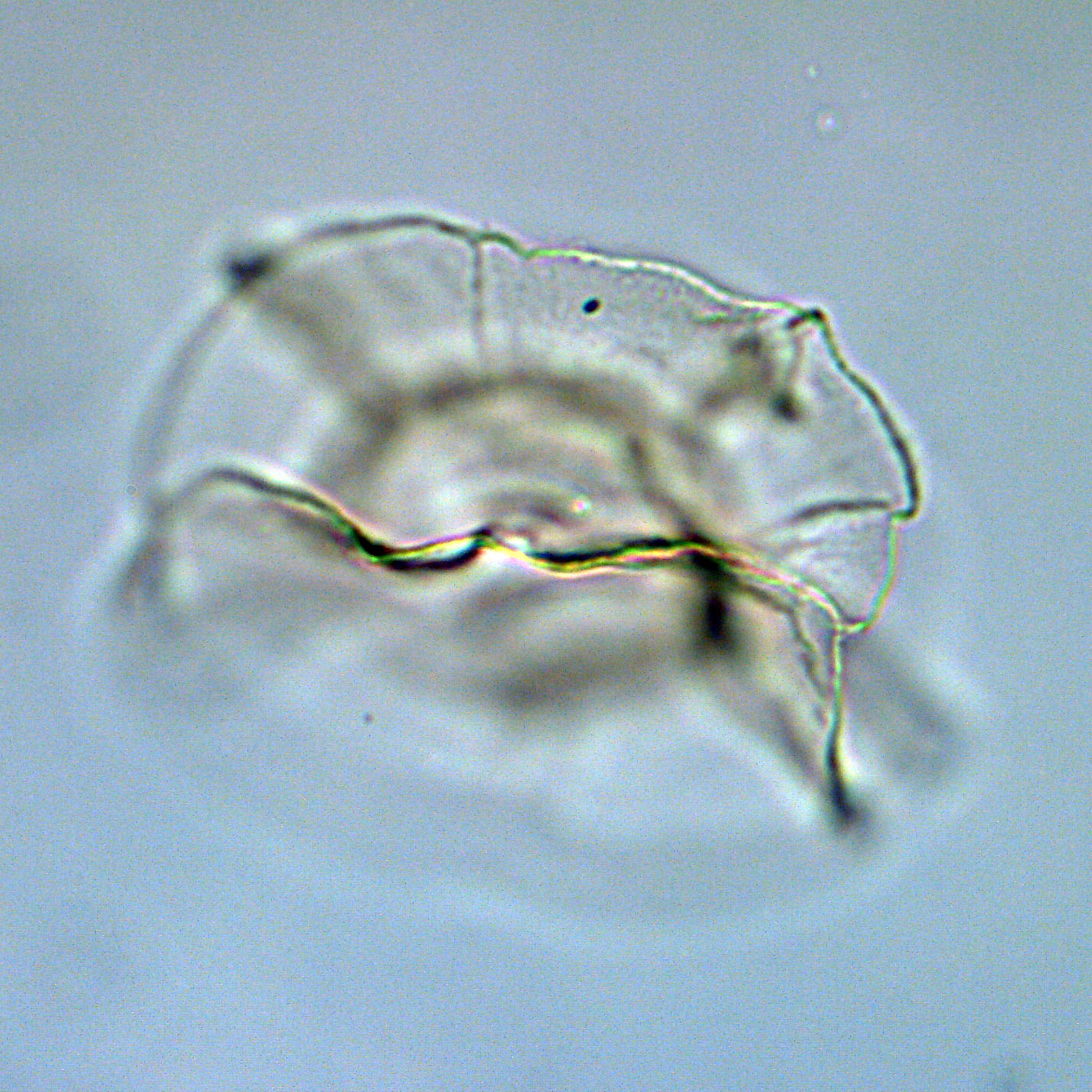 Impagidinium velorum, 1410B-11H-3, 115-117, C36-4, foto-a.jpg